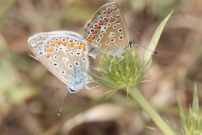 Couple d'Argus bleu (Lpidoptre - Lycaenidae - Polyommatus icarus)